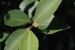 Maytenus acuminata
