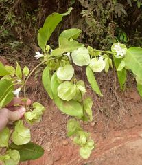 Calycobolus heudelotii