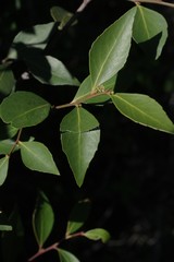 Maytenus acuminata