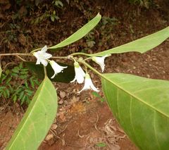 Calycobolus heudelotii