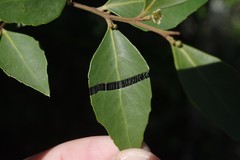 Maytenus acuminata