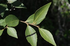 Maytenus acuminata