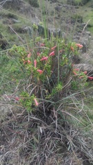 Clinopodium tomentosum