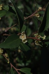 Maytenus acuminata
