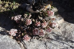 Crassula lactea