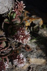 Crassula lactea