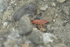 Androniscus dentiger