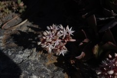 Crassula lactea