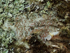 Lecanora cinereofusca
