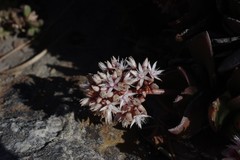 Crassula lactea