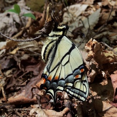 Papilio appalachiensis
