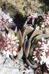 Crassula lactea