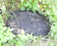 Spalax microphthalmus