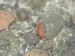 Androniscus dentiger