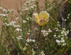 Calochortus weedii intermedius