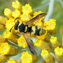 Euodynerus variegatus