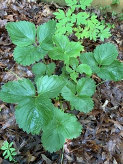 Fragaria × ananassa