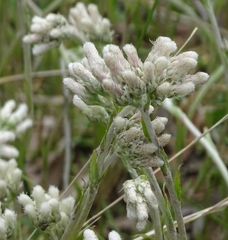 Antennaria neglecta
