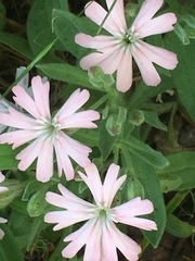Silene hookeri