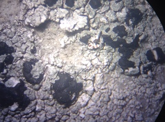 Mycoblastus sanguinarioides