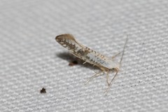 Argyresthia retinella