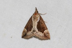Hypena crassalis