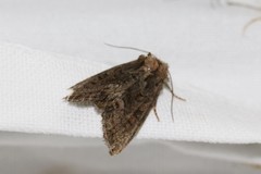 Oligia strigilis