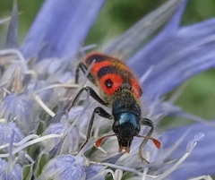 Trichodes leucopsideus