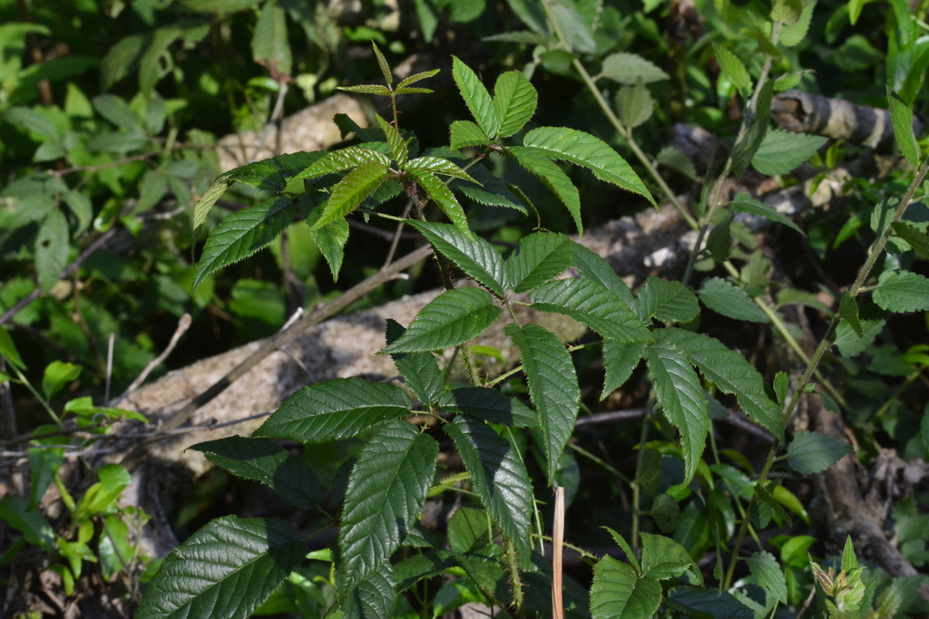 Rubus erythroclados
