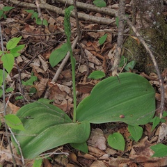 Platanthera orbiculata