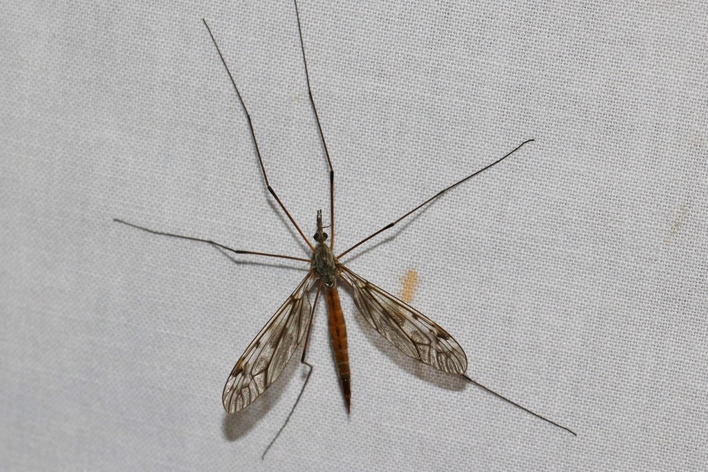 Tipula truncorum