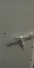 Pterophorus pentadactyla
