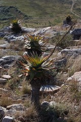 Aloe lineata