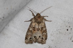 Pachetra sagittigera