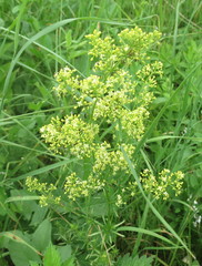 Galium × pomeranicum