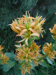 Gentiana lutea aurantiaca