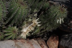 Euphorbia polygona