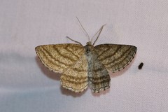 Perconia strigillaria