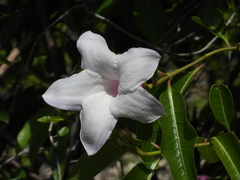 Cryptostegia