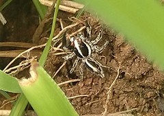 Plexippus paykulli