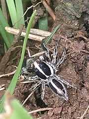Plexippus paykulli