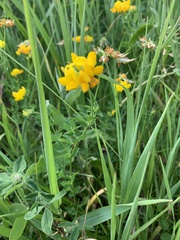Lotus corniculatus