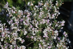 Indigofera sulcata