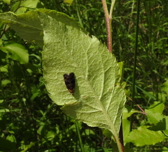 Selenodes karelica