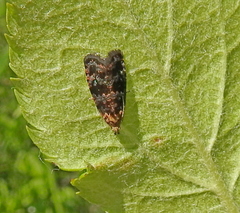 Selenodes karelica