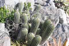 Euphorbia polygona