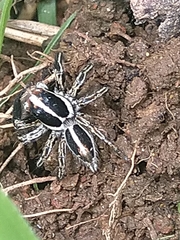 Plexippus paykulli