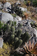 Euphorbia polygona