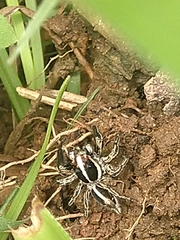 Plexippus paykulli