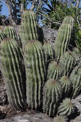 Euphorbia polygona